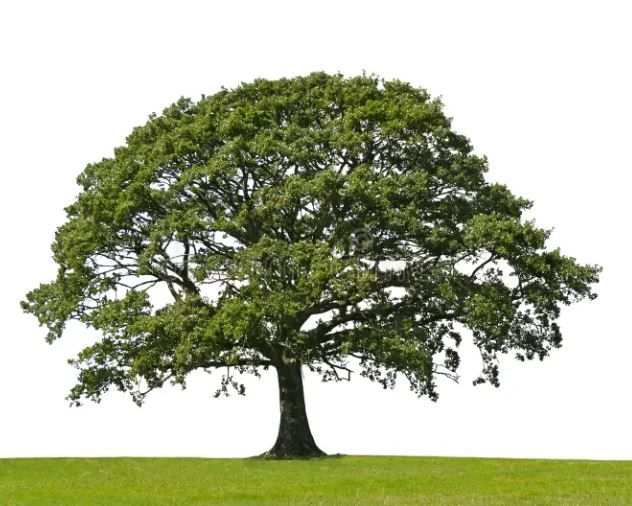 Le bois de chêne, reconnu pour sa robustesse et son esthétique intemporelle