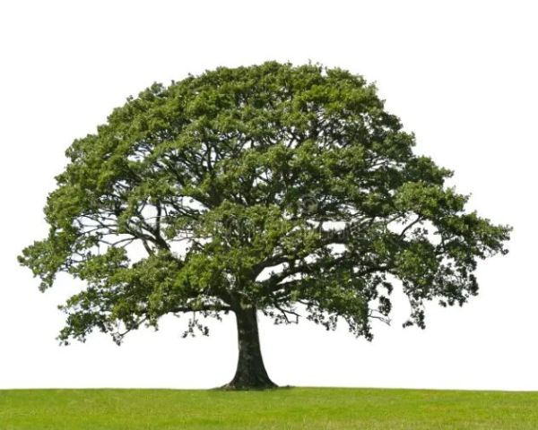 Le bois de chêne, reconnu pour sa robustesse et son esthétique intemporelle
